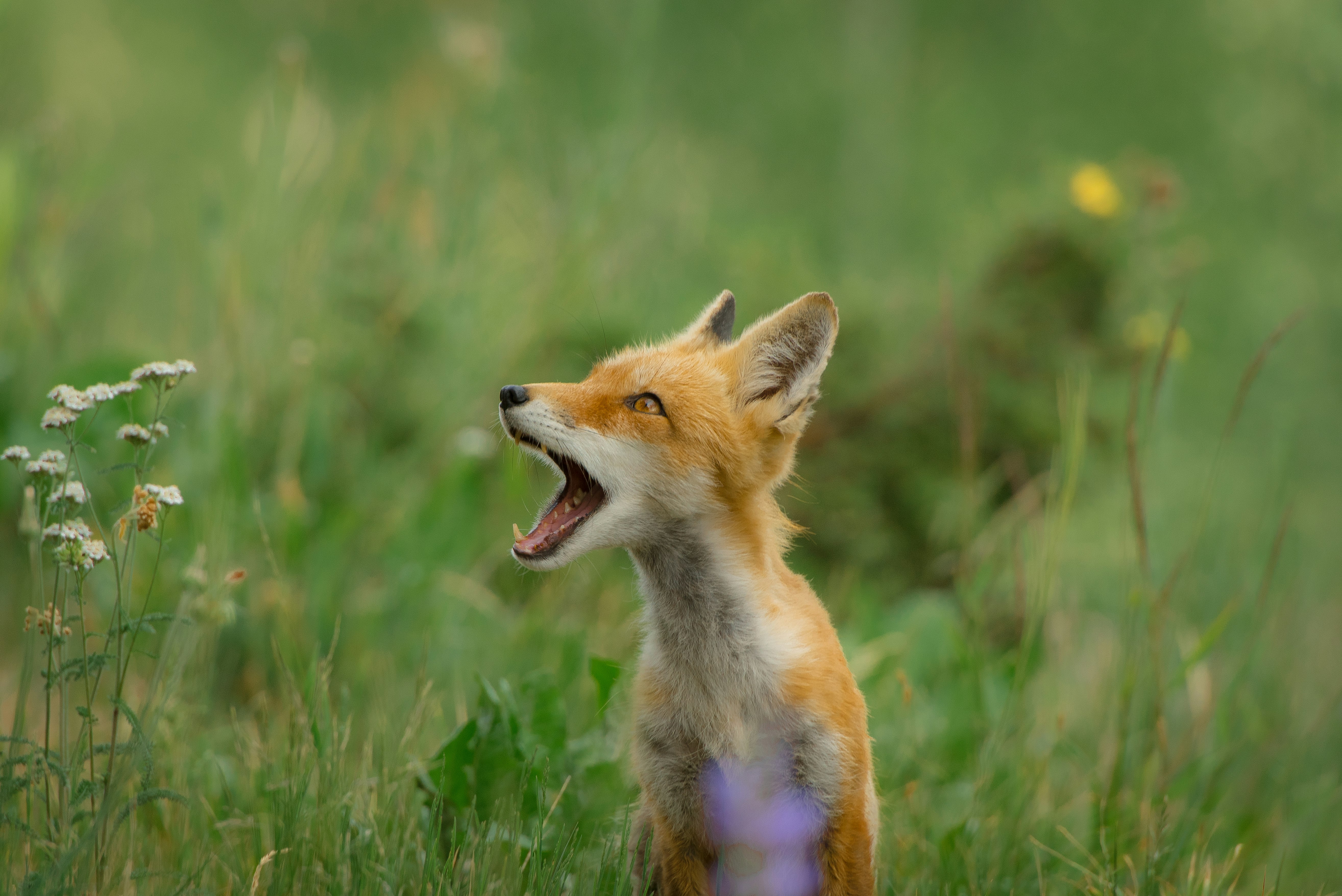 gray fox on forest opening mouth while looking sideways at daytime